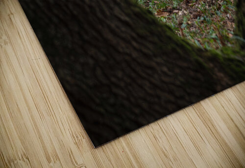 forest 11 W Andrei Lazar puzzle