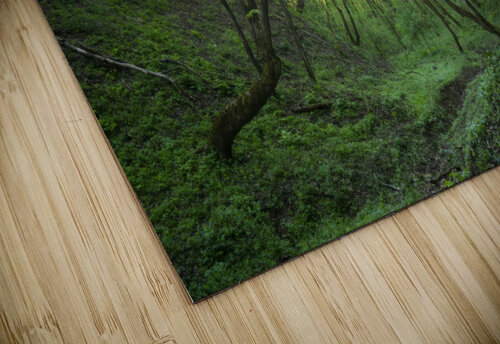 forest 24 W Andrei Lazar puzzle
