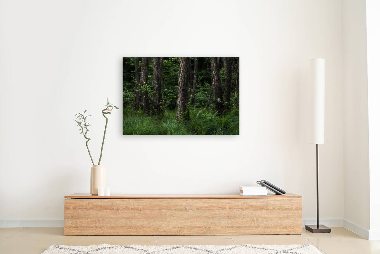 forest 3 Reproduction