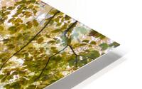 forest 32 HD Metal print