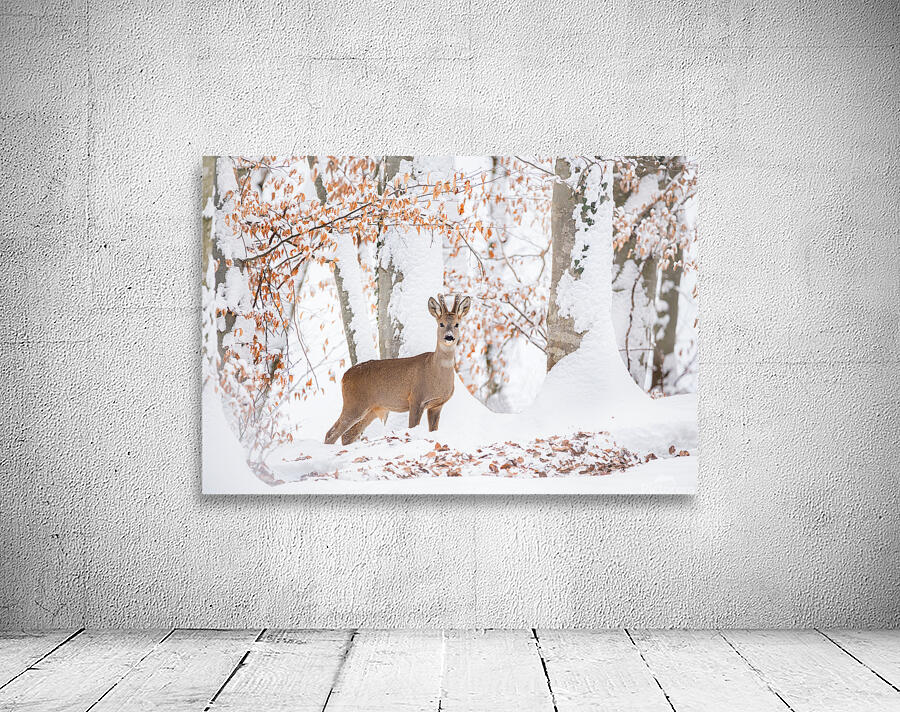 Wildlife 4 Wall Preview