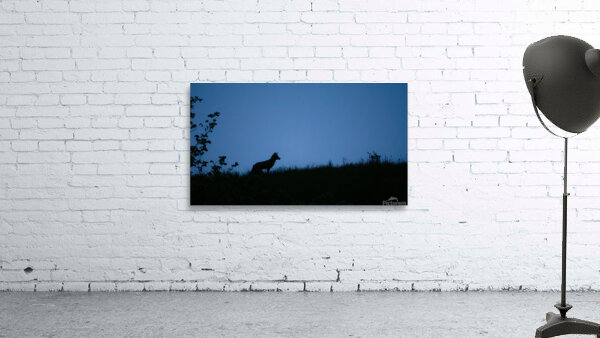Fox 1 Wall Preview
