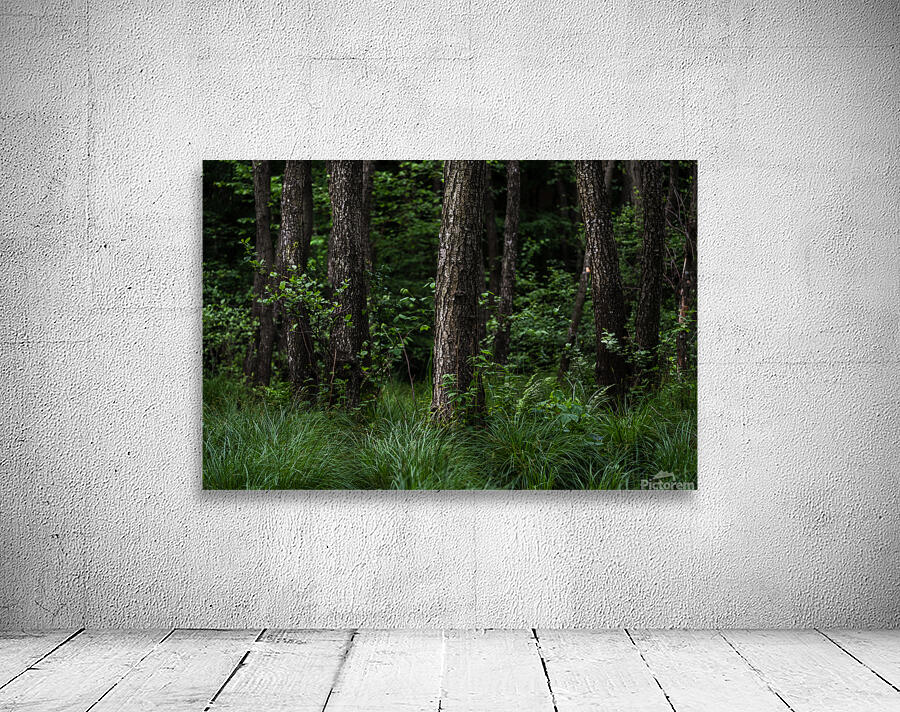 forest 3 Wall Preview