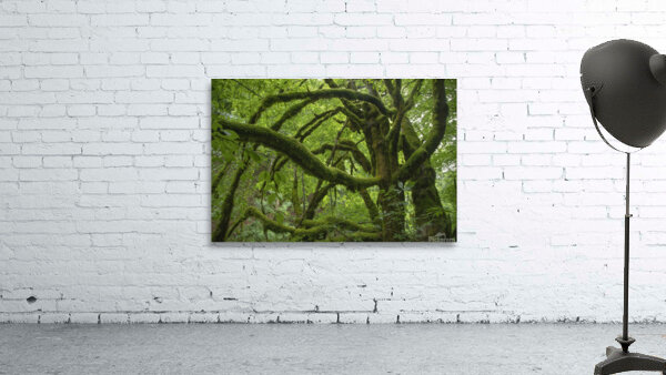 Tree 2 W Wall Preview