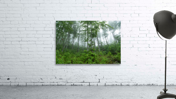 Forest 4 Wall Preview