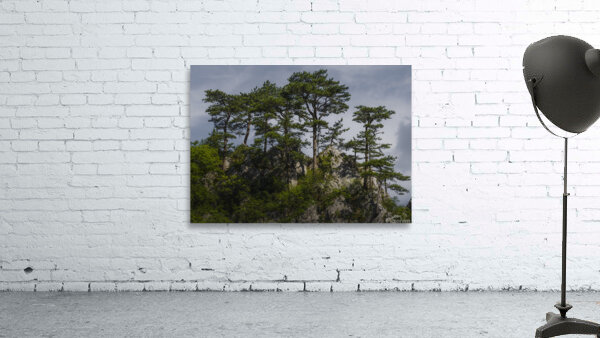 Forest 9 Wall Preview