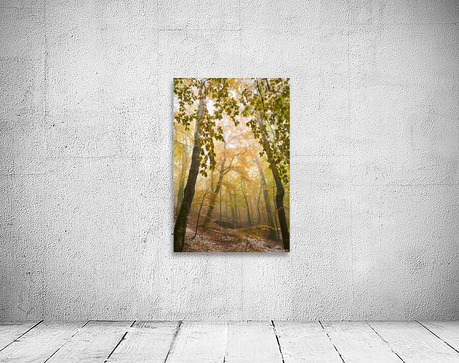 forest 32 Wall Preview