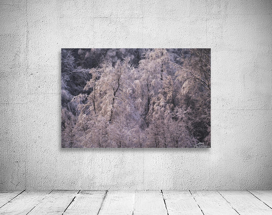 forest 14 W Wall Preview