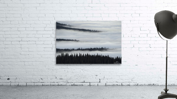 forest 19 W Wall Preview