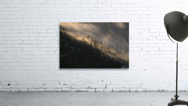 forest 38 W Wall Preview