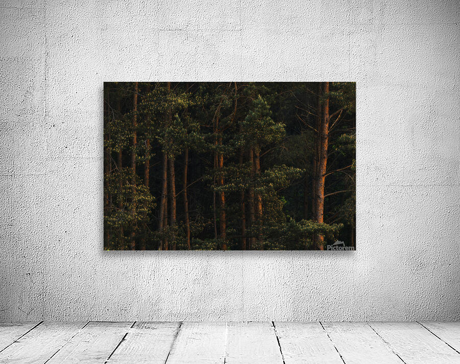 forest 25 big W Wall Preview