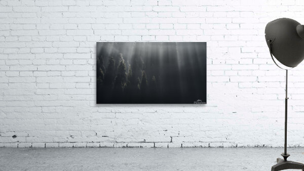 forest 12 W Wall Preview