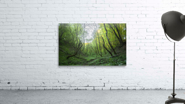 forest 24 W Wall Preview