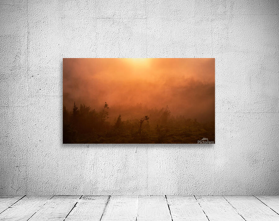 forest 27 W Wall Preview