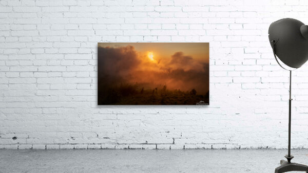forest 28 W Wall Preview