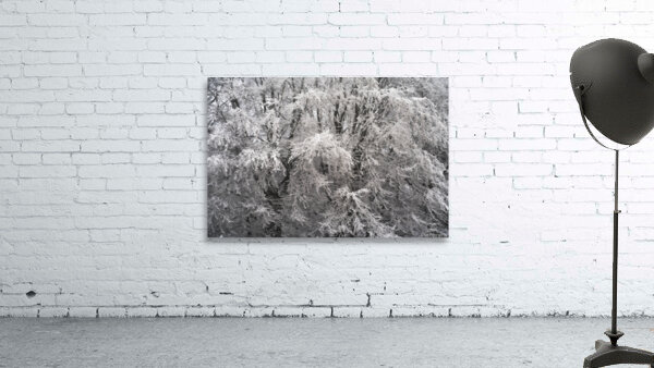 forest 15 W Wall Preview