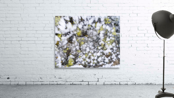 abstract nature 2  Wall Preview
