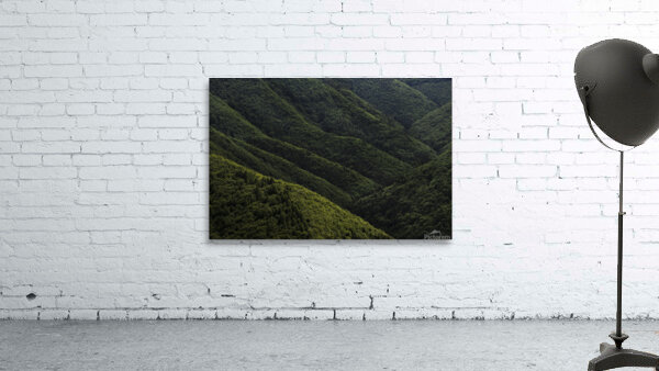 forest 26 Wall Preview