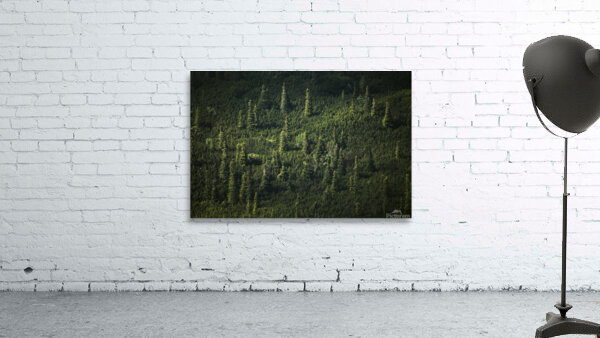 forest 30 Wall Preview