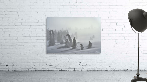 forest 23 W Wall Preview