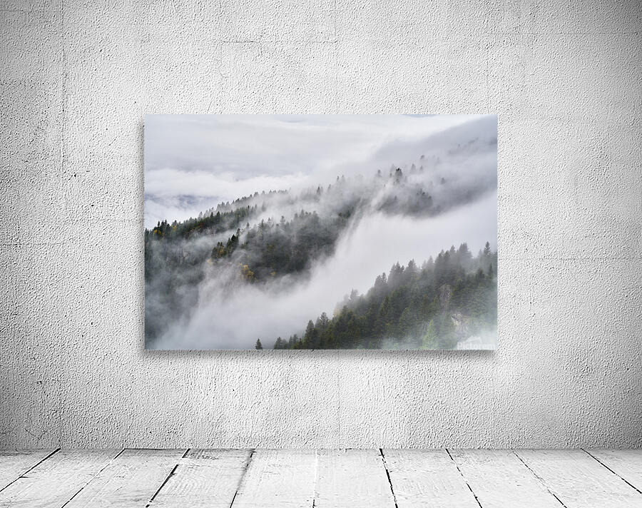 forest 34 W Wall Preview