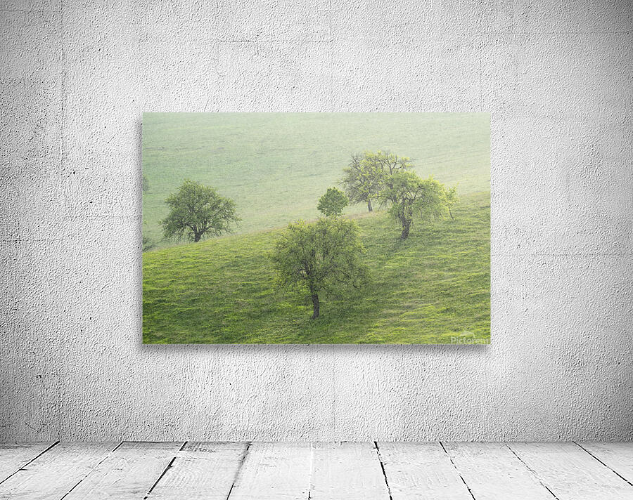 tree 9 W Wall Preview