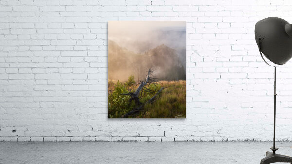 tree 10 Wall Preview