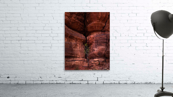 tree 8 Wall Preview