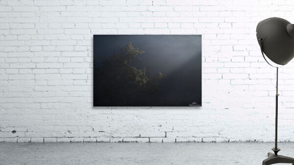 tree 12 W Wall Preview
