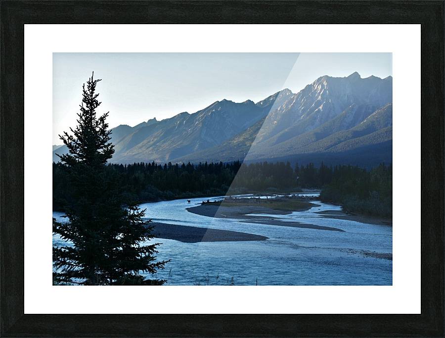 Elk Taking a Swim Picture Frame print