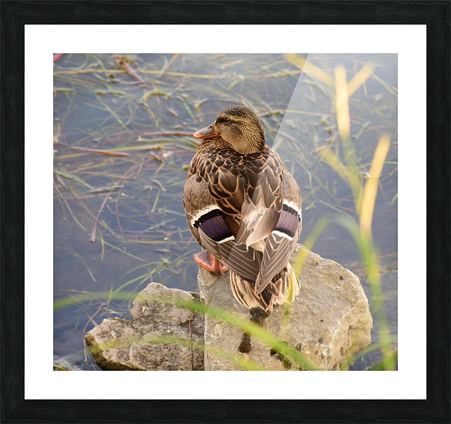 Mallard Taking a Rest Picture Frame print