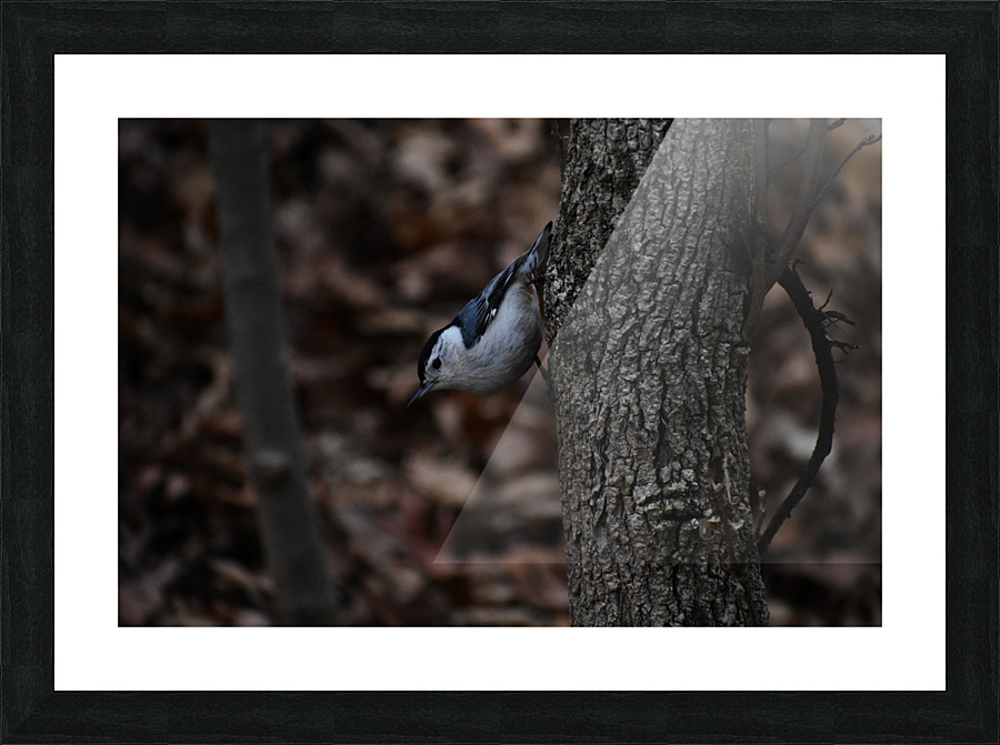 The White-Breasted Nuthatch Picture Frame print
