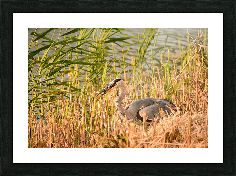 Heron with a Snack Picture Frame print