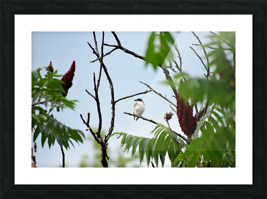 The Eastern King Bird Picture Frame print