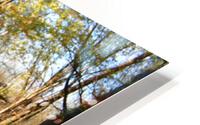 Tree Reflection HD Metal print