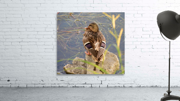 Mallard Taking a Rest Wall Preview