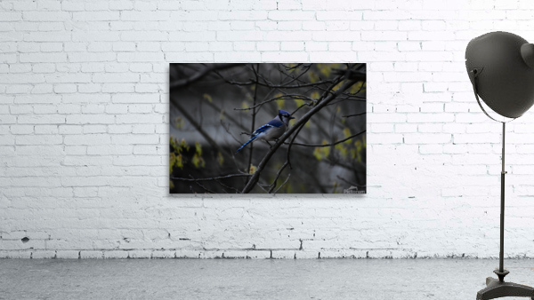 Blue Jay Wall Preview