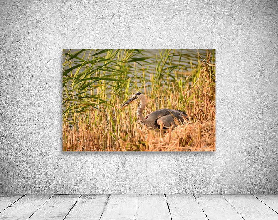 Heron with a Snack Wall Preview