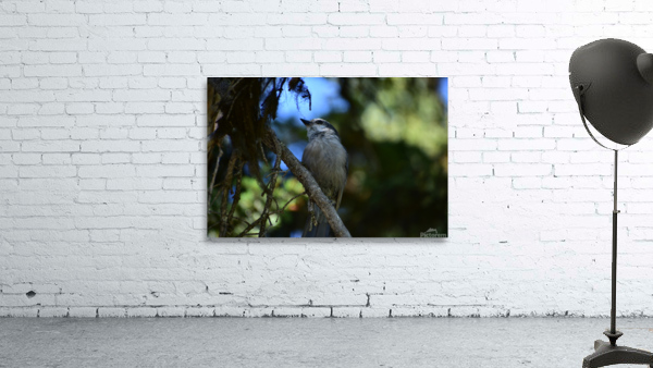 The Canada Jay Wall Preview
