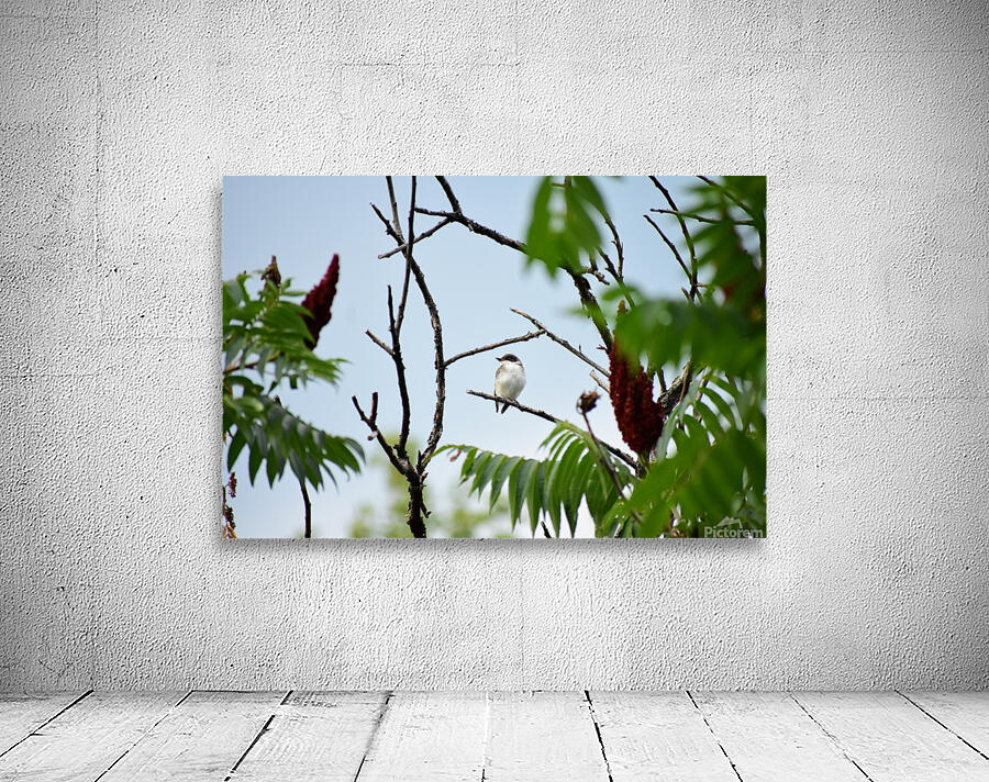 The Eastern King Bird Wall Preview