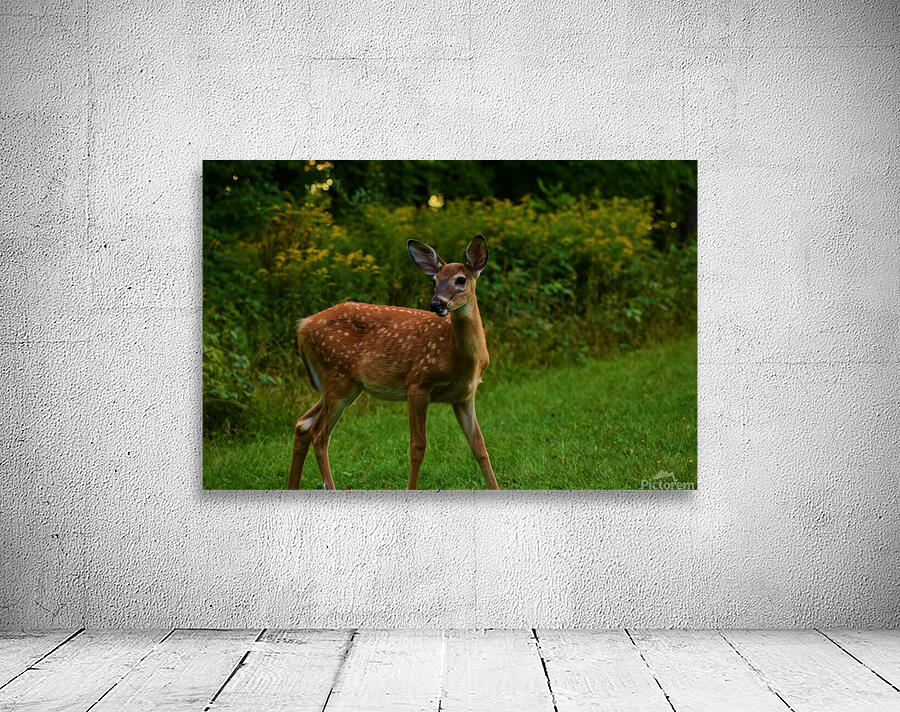 Local Fawna Wall Preview