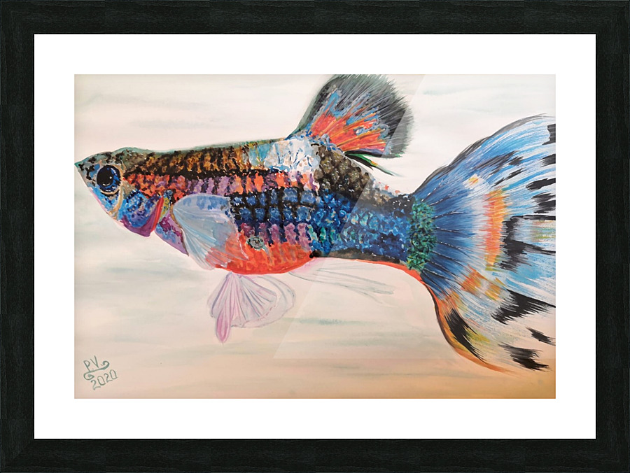 Guppy Picture Frame print
