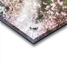 Cherry Blosssoms Acrylic print
