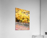 Central Park Fall Colors Acrylic Print