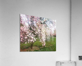 Cherry Blosssoms Acrylic Print