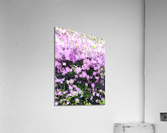 Pink Flowers Acrylic Print