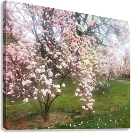 Cherry Blosssoms Canvas Print