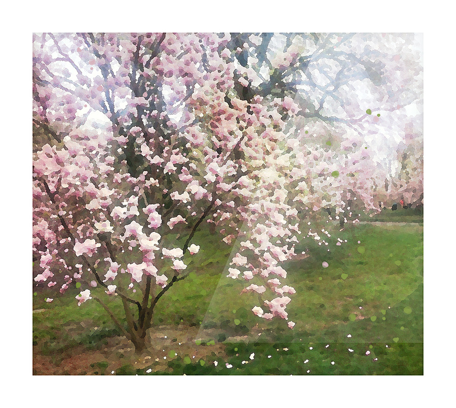 Cherry Blosssoms Picture Frame print
