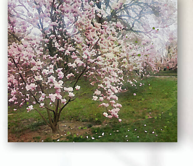 Cherry Blosssoms by Haley Marie