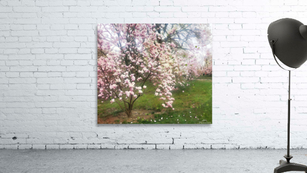 Cherry Blosssoms Wall Preview